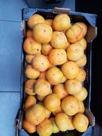 Belgische kaki s sharon, Tuin en Terras, Planten | Fruitbomen, Ophalen