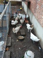 Gratis haan !!! Kippen te koop !!!, Dieren en Toebehoren, Pluimvee
