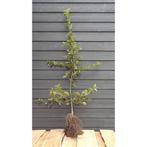 Carpinus betulus /haagbeuk. Alle maten, Tuin en Terras, Planten | Struiken en Hagen, Ophalen, Haagbeuk