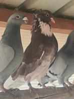 Pigeon, Animaux & Accessoires