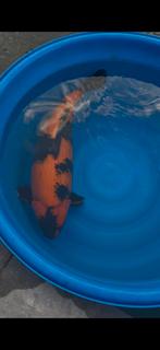 te koop hi utsuri, Dieren en Toebehoren