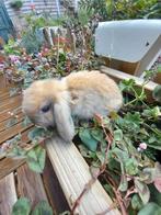 Nederlandse hangoordwergkonijntjes (NHD), Dieren en Toebehoren, Konijnen