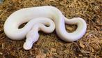 Butter pied possible stranger 50% het dg ball python, Dieren en Toebehoren, Slang, Tam, 0 tot 2 jaar