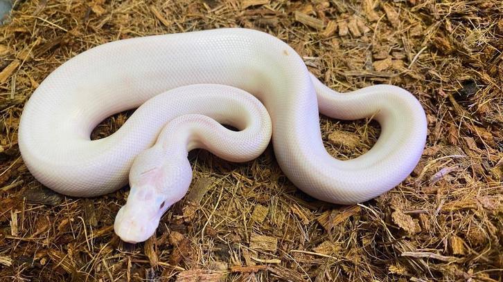 Butter pied possible stranger 50% het dg ball python, Dieren en Toebehoren, Reptielen en Amfibieën, Slang, 0 tot 2 jaar, Tam