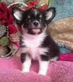 chihuahua pups t.cup & mini zeer mooie kleintjes ! raszuiver, Animaux & Accessoires, Chiens | Chihuahuas & Chiens de compagnie