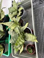Sanseveria’s laagblijvend, Huis en Inrichting, Kamerplanten, Ophalen
