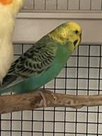 Engelse grasparkiet, Dieren en Toebehoren, Vogels | Parkieten en Papegaaien, Mannelijk, Parkiet