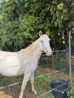 3 jarige ruin, Dieren en Toebehoren, Paarden, Ruin, Onbeleerd, 3 tot 6 jaar