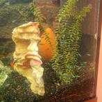 Neon vis, Dieren en Toebehoren, Vissen | Aquariumvissen, Vis