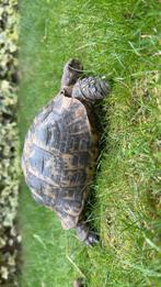 Tortue terreste, Dieren en Toebehoren, Reptielen en Amfibieën, Schildpad