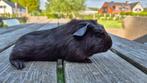 Cavia Goudagouti beertjes, Mannelijk