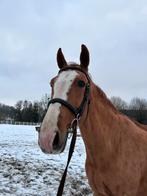 Super lieve vosse ruin te koop, Dieren en Toebehoren, Paarden, Gechipt, Ruin, Niet van toepassing, 170 tot 175 cm