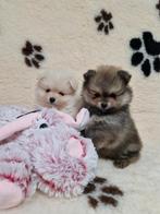 Dwergkees pomeranian pomeriaan pups, Dieren en Toebehoren, Honden | Poolhonden, Keeshonden en Oertypen, België, Keeshond, CDV (hondenziekte)