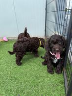 Prachtige cockapoo (cocker spaniël x dwergpoedel), België, Overige rassen, CDV (hondenziekte), 8 tot 15 weken