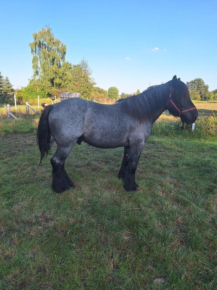 paarden, Dieren en Toebehoren, Paarden, Hengst, Niet van toepassing, 3 tot 6 jaar, Met stamboom, Gechipt, Ontwormd