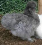 handtamme zijdehoenders aan de legklaar ACTIE 4+1 GRATIS, Dieren en Toebehoren, Vrouwelijk, Kip