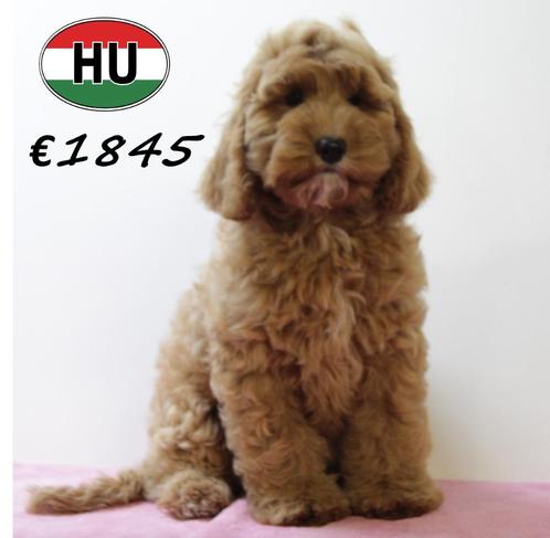 Cockapoo pups in abrikoos en red – echte hartendiefjes, Dieren en Toebehoren, Honden | Chihuahua's en Gezelschapshonden, Meerdere dieren