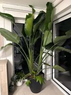Strelitzia nicolai plant, Huis en Inrichting, Kamerplanten, Ophalen