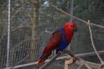 N.G. Edelpapegaai pop, Eclectus roratus, Dieren en Toebehoren, Vrouwelijk, Papegaai, Geringd