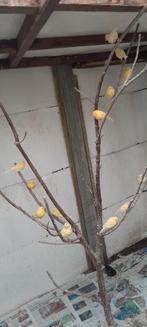 Koppels gele kanaries -, Dieren en Toebehoren, Vogels | Kanaries