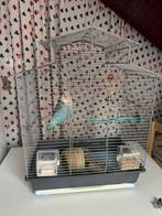 Dwergpapegaaien te koop, Dieren en Toebehoren, Mannelijk, Dwergpapegaai of Agapornis