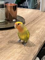 Dwergpapegaai, Dieren en Toebehoren, Mannelijk, Dwergpapegaai of Agapornis, Geringd