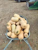 Butternut, Ophalen