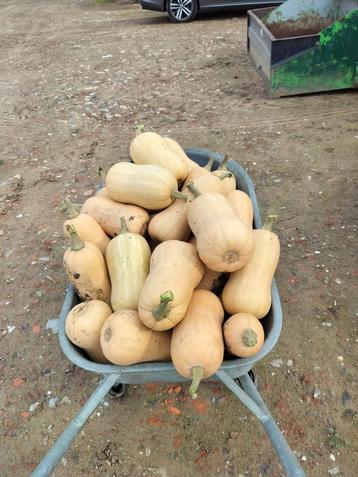 Butternut  beschikbaar voor biedingen