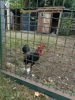Modern Engelse vechtkriel ( haantje ), Dieren en Toebehoren, Pluimvee