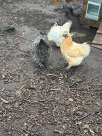 Zijdehoender hennen 3 stuk, Dieren en Toebehoren, Vrouwelijk, Kip