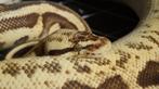 1.1 Python regius - piebald, Dieren en Toebehoren, Slang, Tam, 3 tot 6 jaar