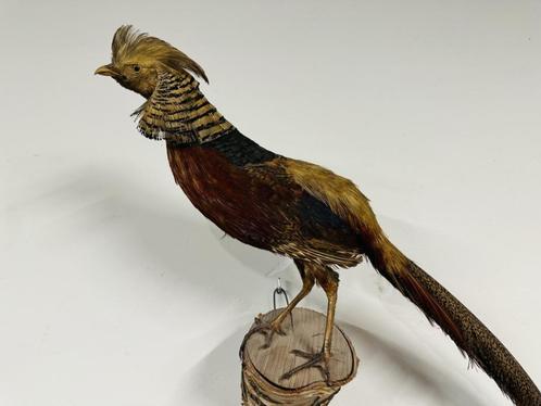 Antieke opgezette Goud Fazant Haan, Antiek en Kunst, Antiek | Kantoor en Zakelijk, Ophalen of Verzenden