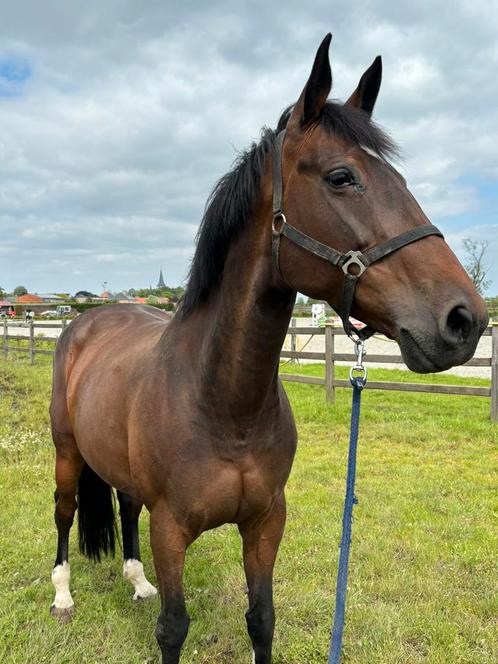 Recreatie/fokmerrie zoekt nieuwe thuis, Dieren en Toebehoren, Paarden en Pony's | Dekhengsten en Fokmerries, Merrie