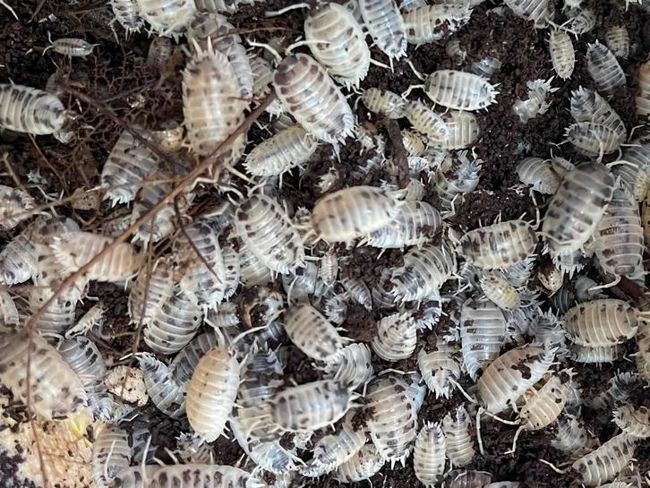 Porcellio laevis, Animaux & Accessoires, Insectes & Araignées, Autres espèces
