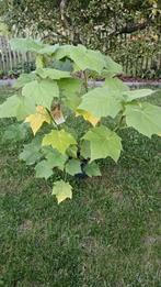 Sparmannia africana, Ophalen, In pot