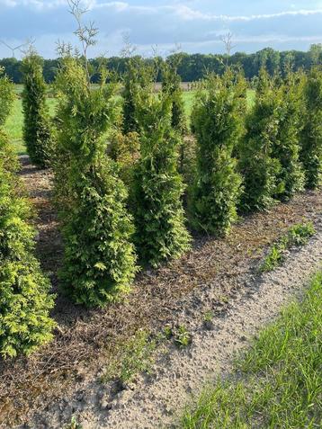 Thuja Brabant haagplanten van 150 tot 225 cm, Tuin en Terras, Ophalen, Conifeer, Haag, 100 tot 250 cm