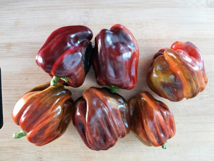 gestreepte paprika Candy Cane Chocolate Cherry - 5 zaden, Tuin en Terras, Bloembollen en Zaden, Zaad, Voorjaar, Volle zon, Verzenden