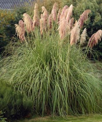 Pampasgras beschikbaar voor biedingen