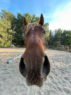 Halve stal aangeboden, Dieren en Toebehoren, Paarden, Ruin, Minder dan 160 cm, Recreatiepaard, 7 tot 10 jaar