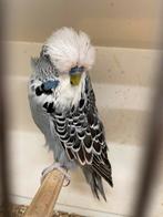 engelse grasparkieten, Dieren en Toebehoren, Vogels | Parkieten en Papegaaien, Meerdere dieren, Parkiet, Geringd