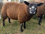 2 jonge fokooien, Dieren en Toebehoren