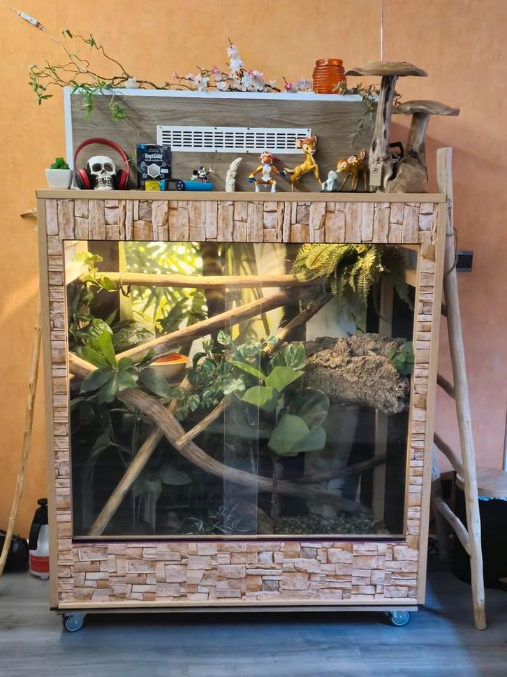 Groot terrarium boa constrictor slang, Dieren en Toebehoren, Reptielen en Amfibieën, Slang, 0 tot 2 jaar, Met terrarium