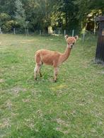 Te koop drachtige alpaca merrie, bloedlijnen uit Australie, Dieren en Toebehoren, Juni, Vrouwelijk