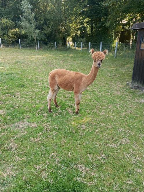 Te koop drachtige alpaca merrie, bloedlijnen uit Australie, Dieren en Toebehoren, Overige Dieren, Vrouwelijk, Juni