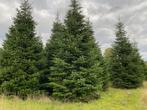 kerstbomen, Tuin en Terras, Ophalen, Overige soorten, 400 cm of meer