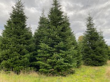 kerstbomen beschikbaar voor biedingen