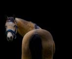 Prachtige C pony s te koop Valk & Palomino Welsh merries, Zadelmak, C pony (1.27m tot 1.37m), Merrie, Gechipt