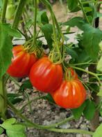 Coeur de boeuf de Nice tomaat - 5 zaden, Tuin en Terras, Bloembollen en Zaden, Verzenden, Voorjaar, Zaad