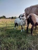 Kameroen bokjes te koop, Schaap