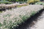 Assortiment siergrassen en vast planten, Ophalen, Vaste plant